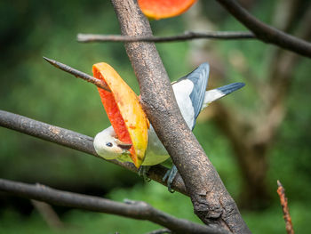 Close-up of bird feeding on mango