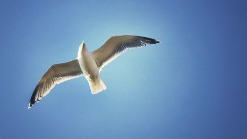 Low angle view of birds flying against clear blue sky