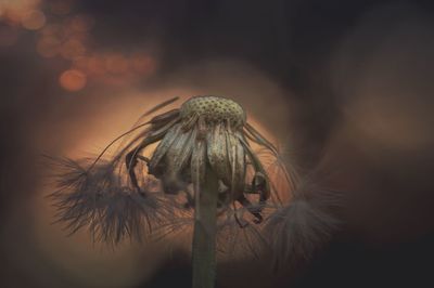 Close-up of wilted dandelion