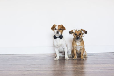 Portrait of dogs sitting on floor