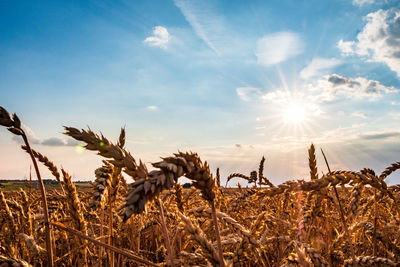 High angle view of stalks in field against sky