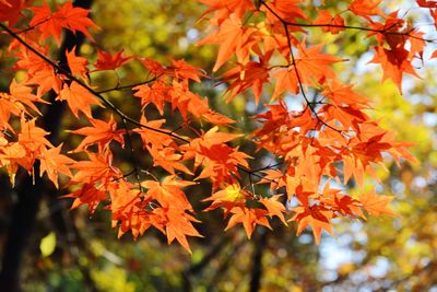 Close-up of maple leaves on tree