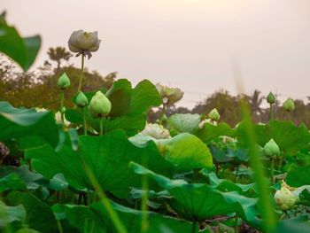 Close-up of flowering plant against sky