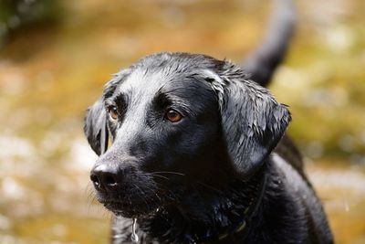 Close-up of wet black dog
