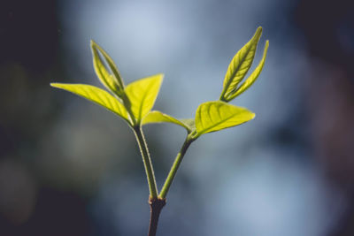 Close-up of yellow flower