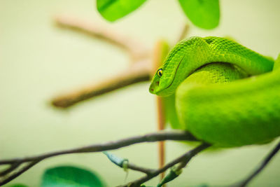 Close-up of lizard on leaf