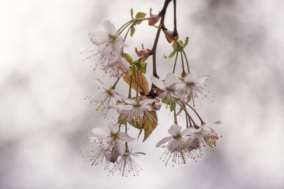 Close-up of cherry blossoms on branch