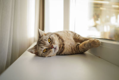 Portrait of a beautiful cat. cute cat portrait. happy pet.