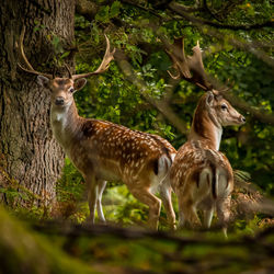 Deer standing in a forest