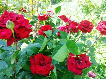 Close-up of red flowers