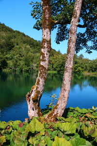 Scenic view of tree by lake against sky