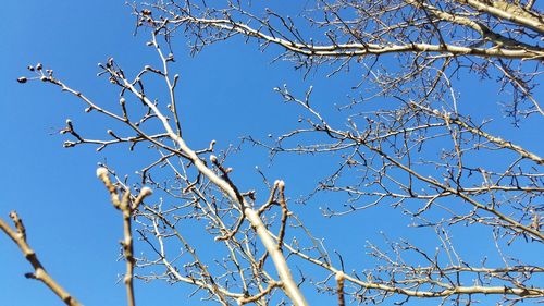 Low angle view of flowering plants against clear blue sky