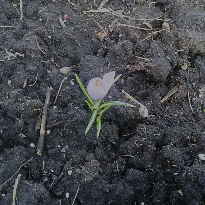 growth, plant, nature, dirt, high angle view, beauty in nature, leaf, plant part, land, flower, no people, vulnerability, fragility, day, close-up, beginnings, field, outdoors, flowering plant, freshness, mud, small