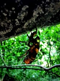 Close-up of insect on tree trunk