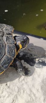 Close-up of turtle