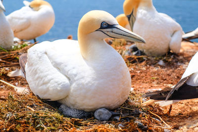 Close-up of birds on field