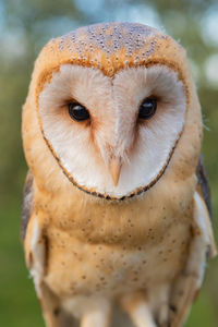 Close-up portrait of a owl