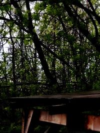 Low angle view of trees in forest