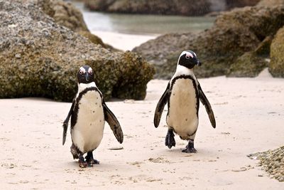 Penguins walking on sand at boulders beach