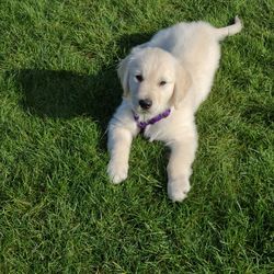 High angle view of dog on field