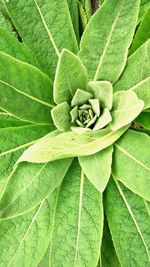 Full frame shot of green leaves