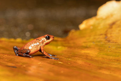 Close-up of frog on leaf