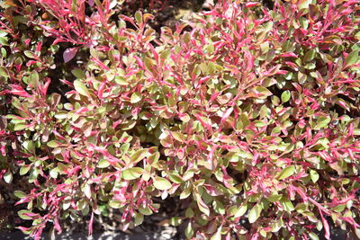 Full frame shot of pink flowers