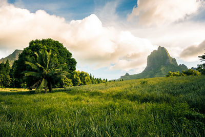 Scenic view of trees on field against sky