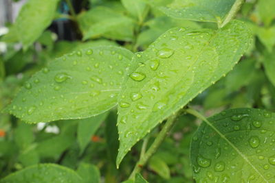 Close-up of raindrops on leaves