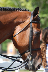 Braided mane on a horse under saddle with tack on ready for the show ring.