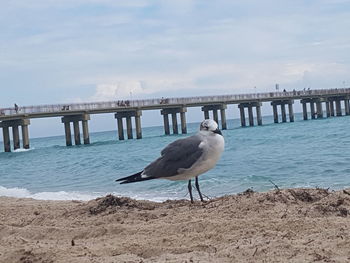 Seagull perching on a beach