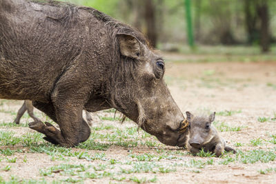 Warthog with young animal on field