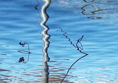 Close-up of birds in lake