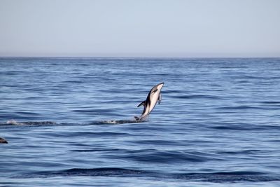 Dolphin having fun in new zealand