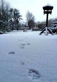 Bare trees on snow covered landscape