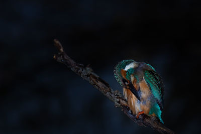 Close-up of bird perching on branch