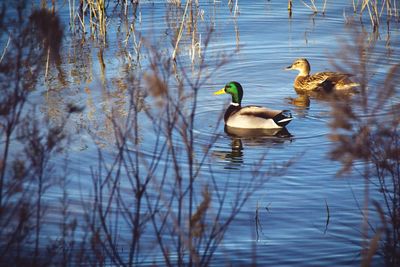 Birds in calm water