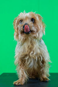 Close-up of a dog against blue background