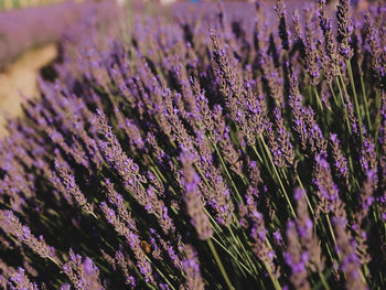 Close-up of purple flowering plants on field