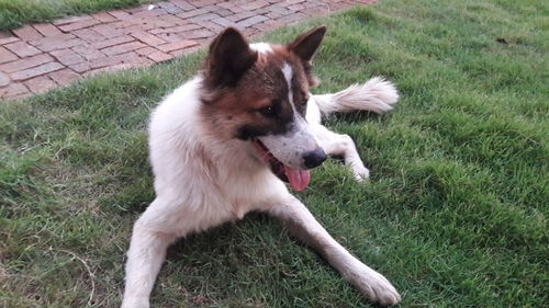 High angle view of dog on field