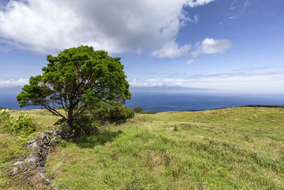 Tree on field against sky