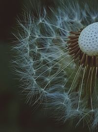 Close-up of dandelion on plant