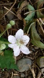 Close-up of white flowers