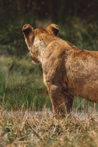 Lion cub standing on field
