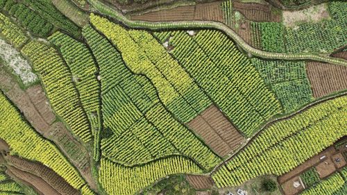 Full frame shot of agricultural field