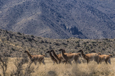 Guanacos in a field