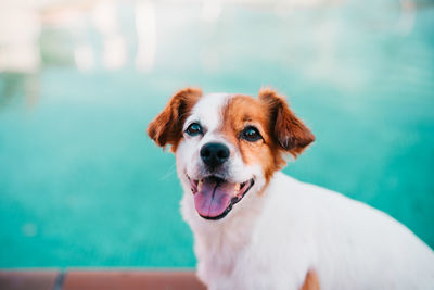 Portrait of cute jack russell dog smiling outdoors sitting by the pool, summer time