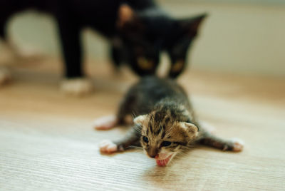 Close-up of kitten on floor