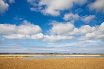 Scenic view of lake by reeds against cloudy sky