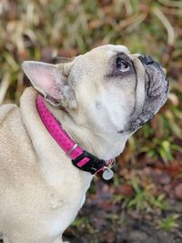 Close-up of a dog looking away